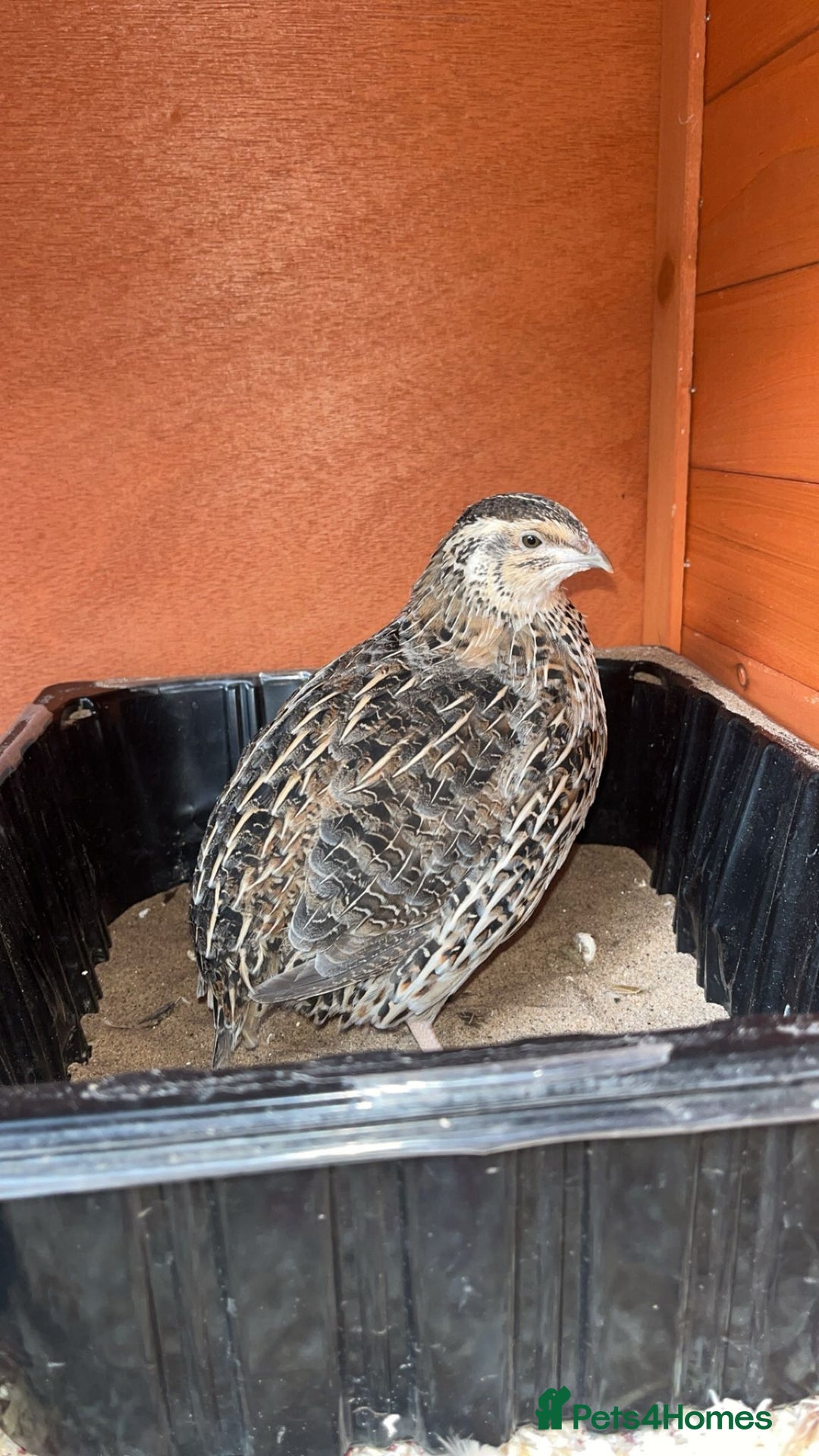 Quail poultry for sale: 1 male and 1 female corurnix quail - Image 11