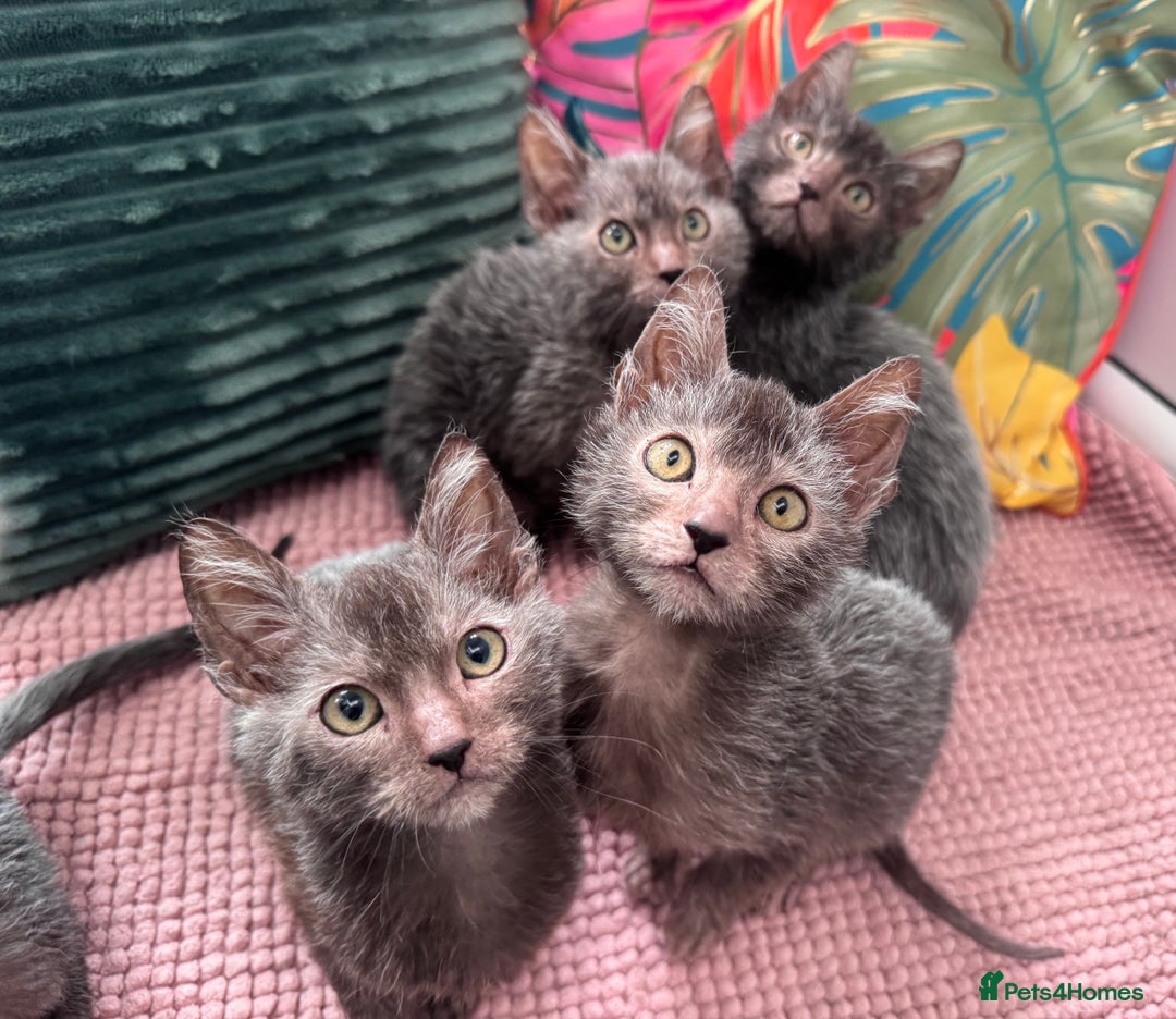 Lykoi cats for sale: Unique and adorable Lykoi kittens - Image 2