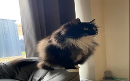 Ragdoll cats for sale: Two Ragdolls. Mom and Son. Ready for new home. - Image 10