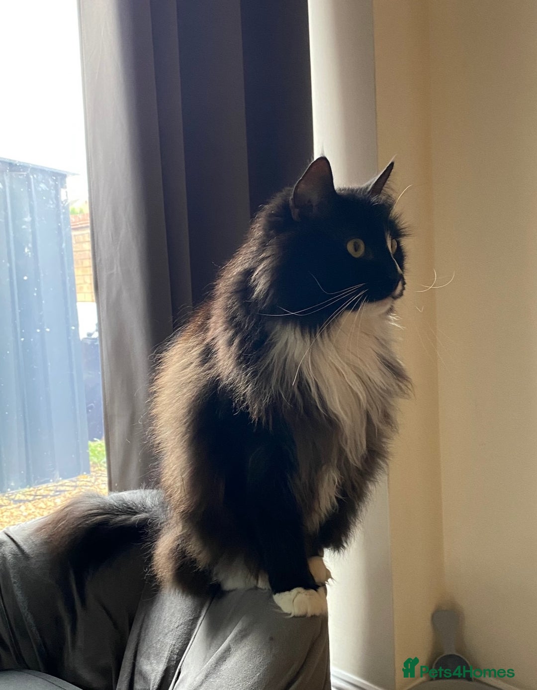 Ragdoll cats for sale: Two Ragdolls. Mom and Son. Ready for new home. - Image 10