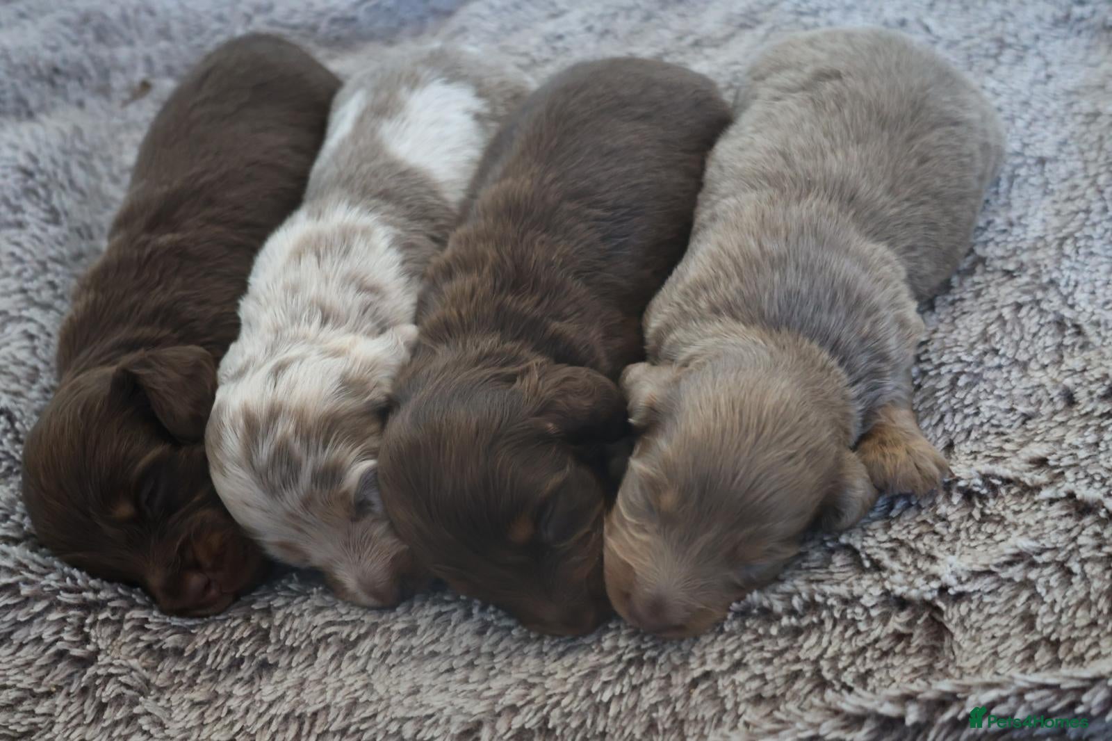 Miniature Dachshund dogs Beautiful KC long haired miniature dachshunds - Advert 1