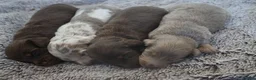 Miniature Dachshund dogs for sale: Beautiful KC long haired miniature dachshunds in Grays - Advert 1