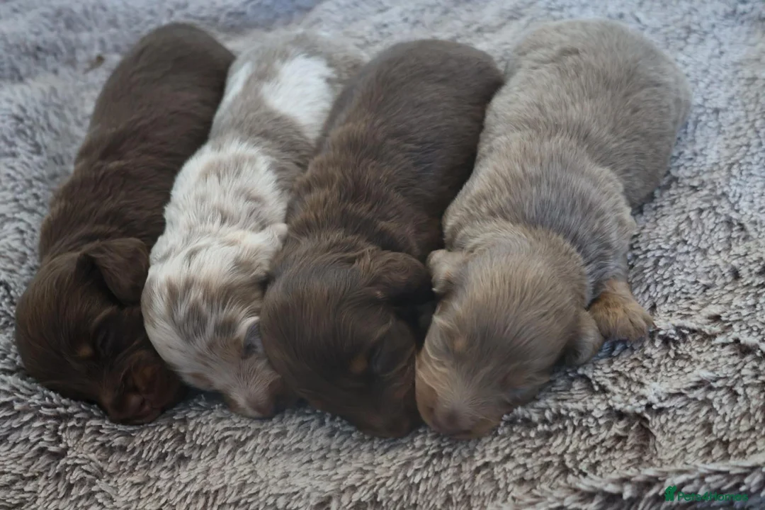 Miniature Dachshund dogs for sale: Beautiful KC long haired miniature dachshunds in Grays - Advert 1
