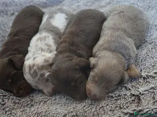 Miniature Dachshund dogs Beautiful KC long haired miniature dachshunds - Advert 1