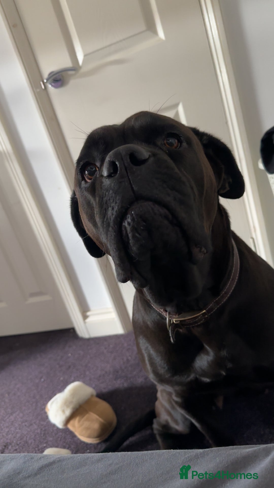 Cane Corso dogs for sale: Cane Corse Puppies - Advert 11