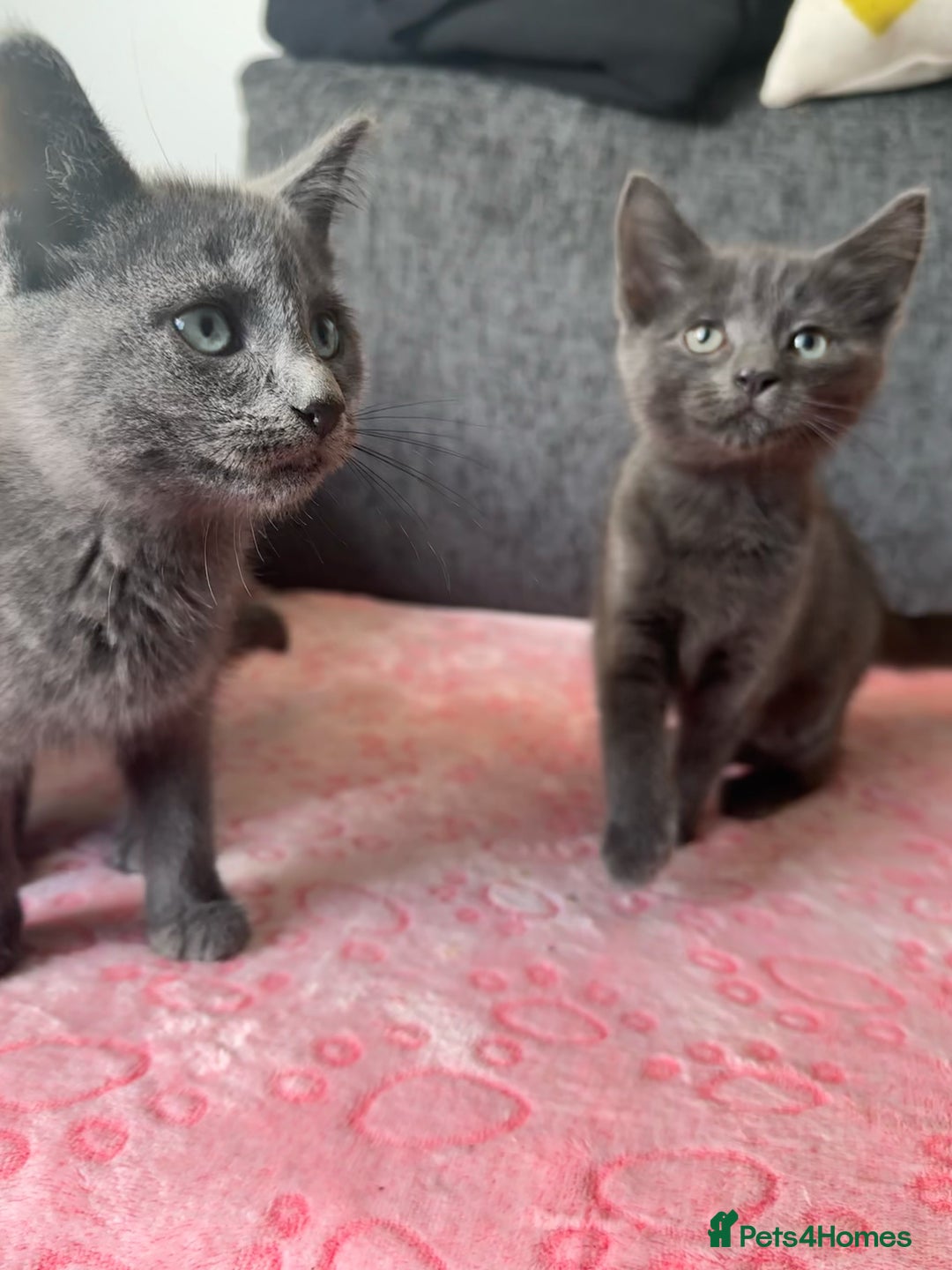 Russian Blue cats for sale: Gorgeous Silver Russian Blue Kittens URGENT🩷💙 - Image 3