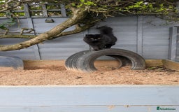 Mixed Breed cats for sale: Loving Home for a black fluffy cat - Image 6