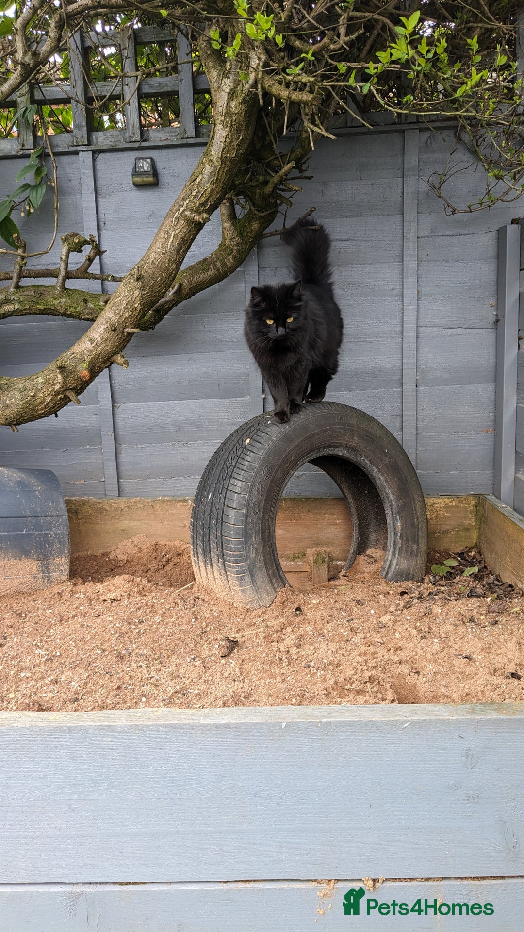 Mixed Breed cats for sale: Loving Home for a black fluffy cat - Image 6