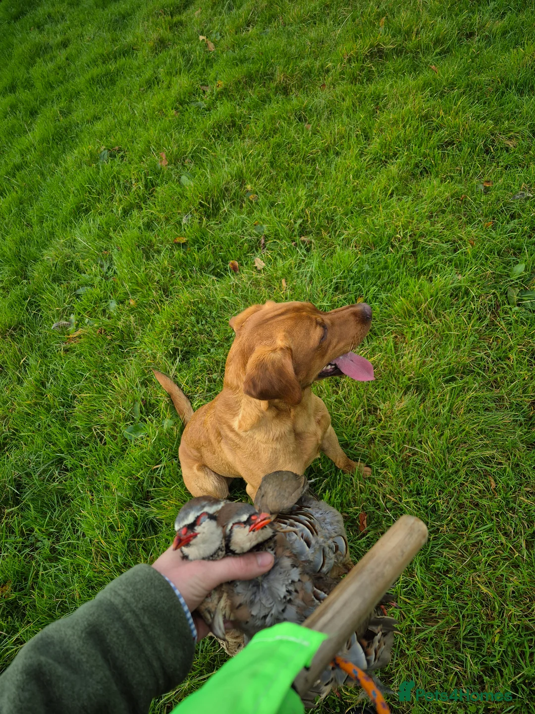 Labrador Retriever dogs for stud: Bert health tested stud  - Advert 6