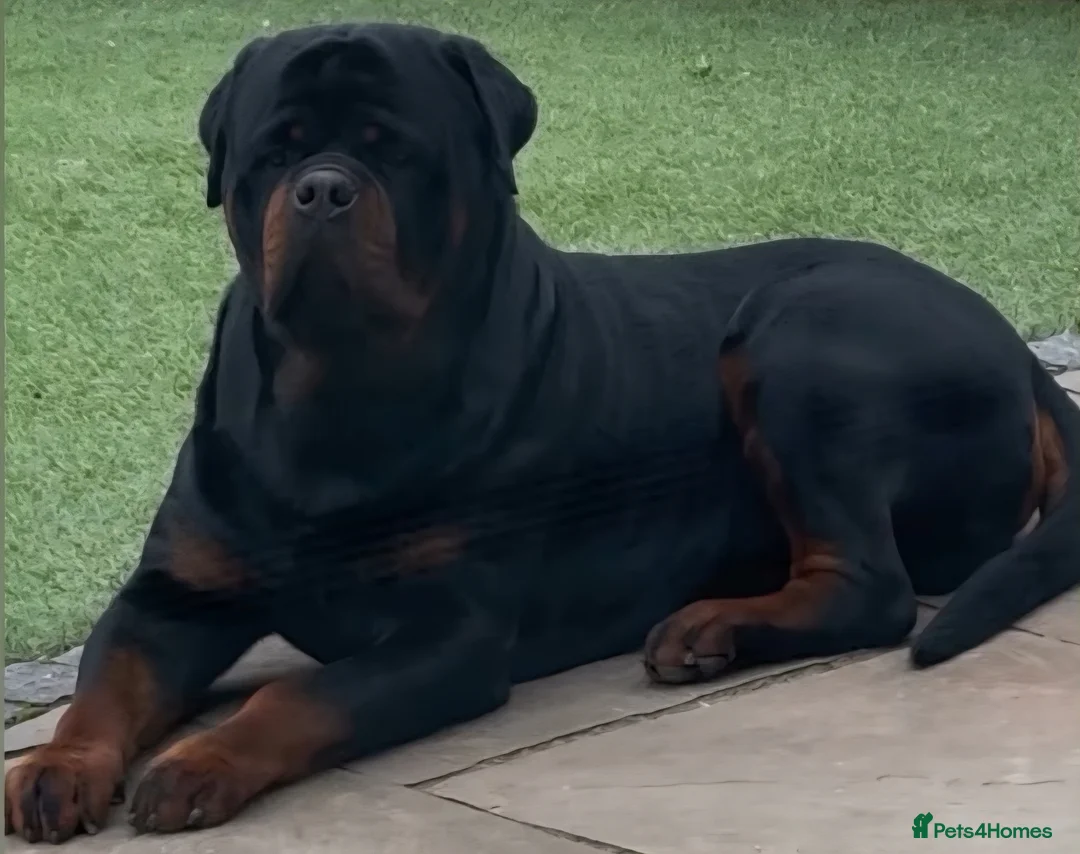 Rottweiler dogs for sale: 🩷BIG VIN GIRLS AVAILABLE🩷 - Advert 19