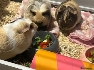 Guinea Pig rodents 3 female guinea pigs - Advert 2