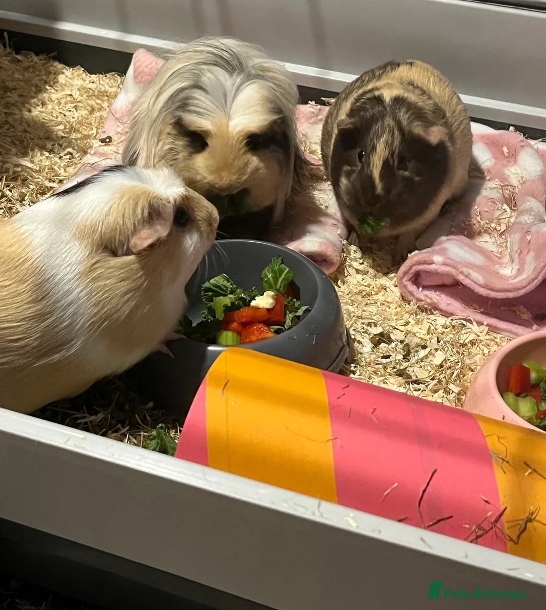 Guinea Pig rodents for sale: 3 female guinea pigs - Advert 1