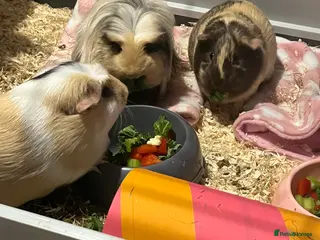Guinea Pig rodents 3 female guinea pigs - Advert 14
