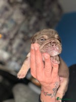 English Bulldog dogs - Advert 2