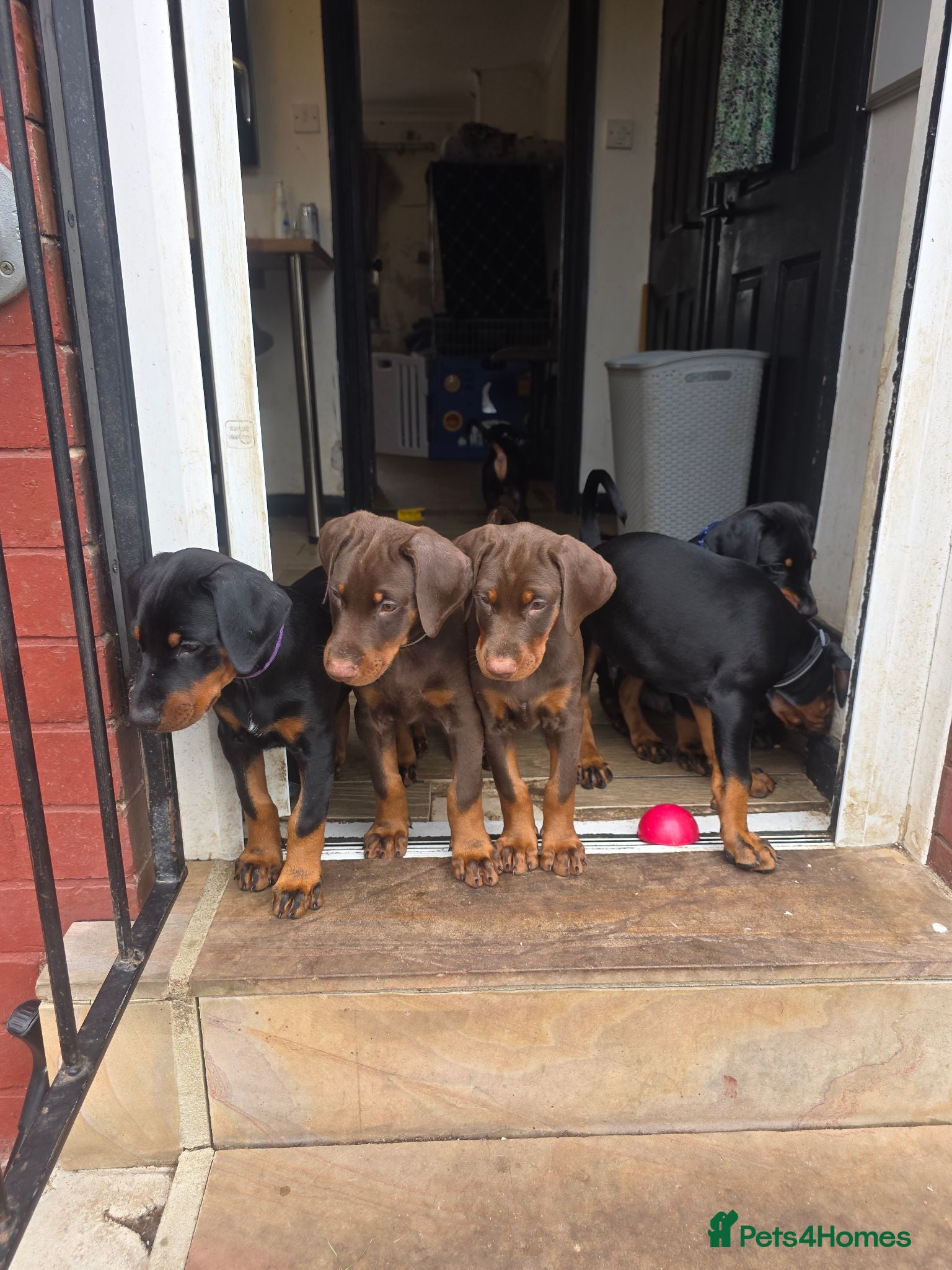 Dobermann dogs Ready to leave, 8 week old Pedigree Doberman Pup - Advert 2