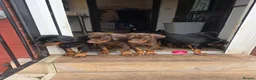 Dobermann dogs for sale: Ready to leave, 8 week old Pedigree Doberman Pup - Advert 2