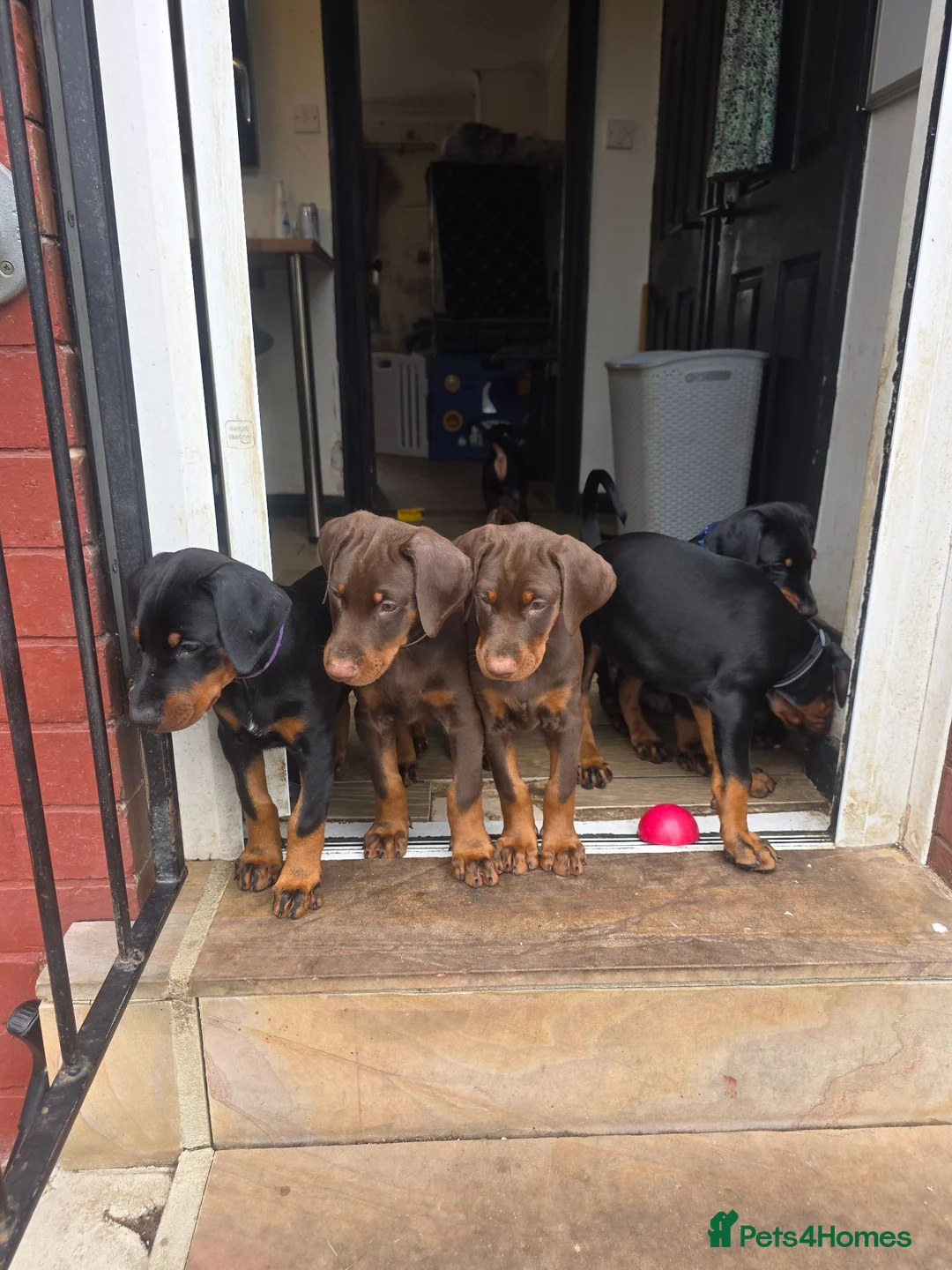 Dobermann dogs for sale: Ready to leave, 8 week old Pedigree Doberman Pup - Advert 2