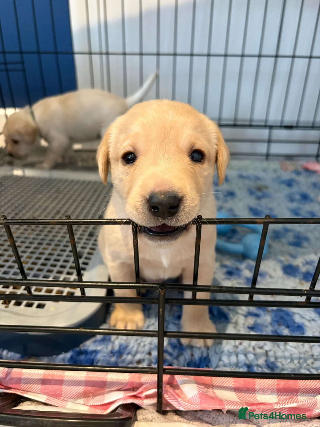 Labrador Retriever dogs for sale: Labrador Retriever Puppies 🐶  - Advert 9
