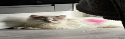 British Shorthair cats for sale: Ready Now - British Shorthair Registered Kittens - Advert 14