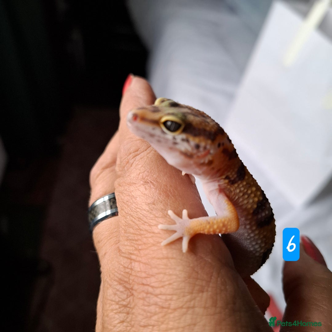 Gecko reptiles for sale: Leopard gecko babies - Image 9