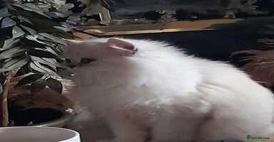 Persian cats exceptional chinchilla persian kittens  - Advert 3