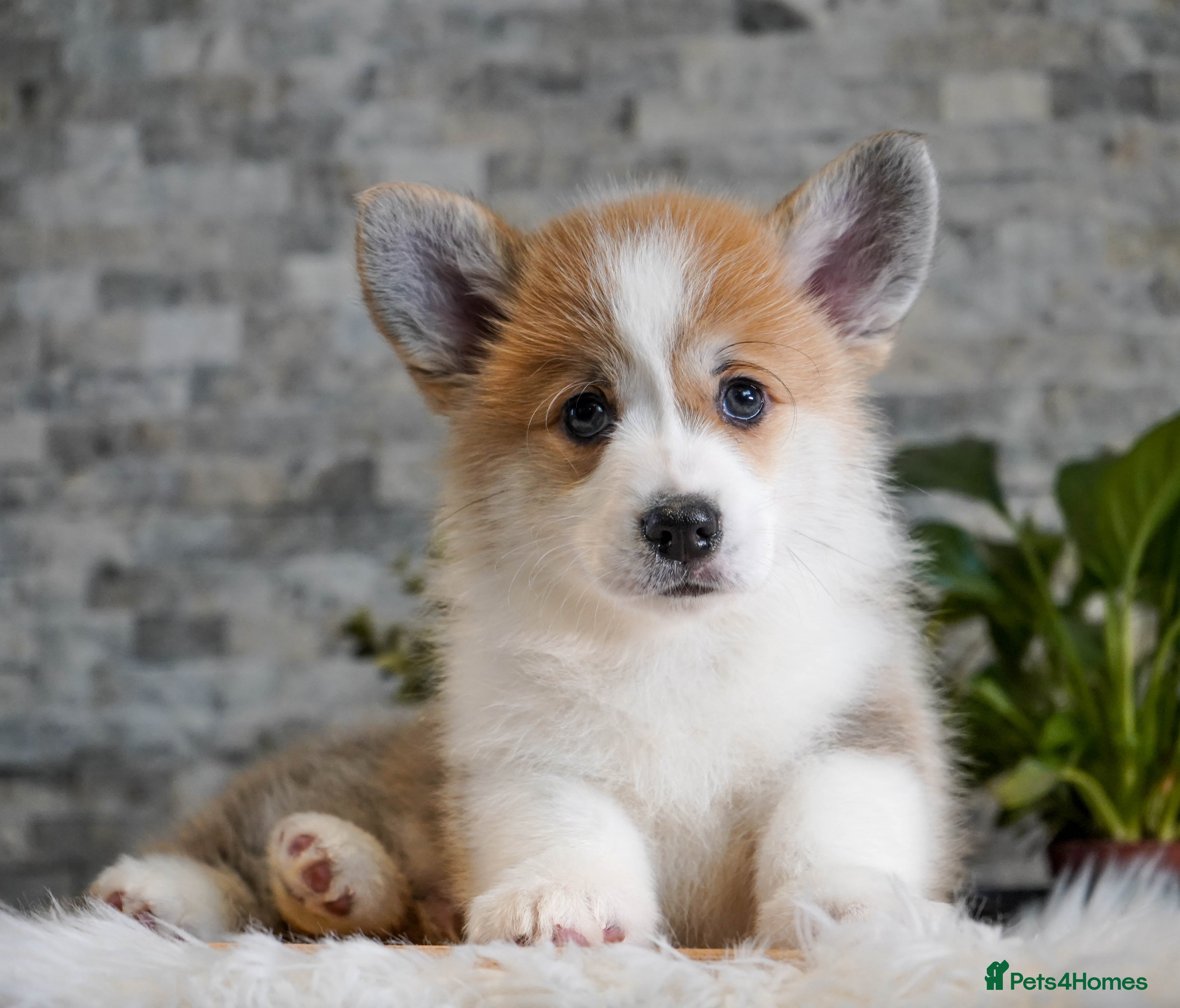 Welsh Corgi Pembroke dogs Welsh Corgi (Pembroke) - Advert 2