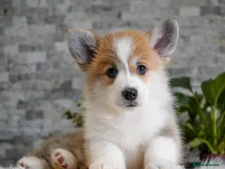 Welsh Corgi Pembroke dogs Welsh Corgi (Pembroke) - Advert 2