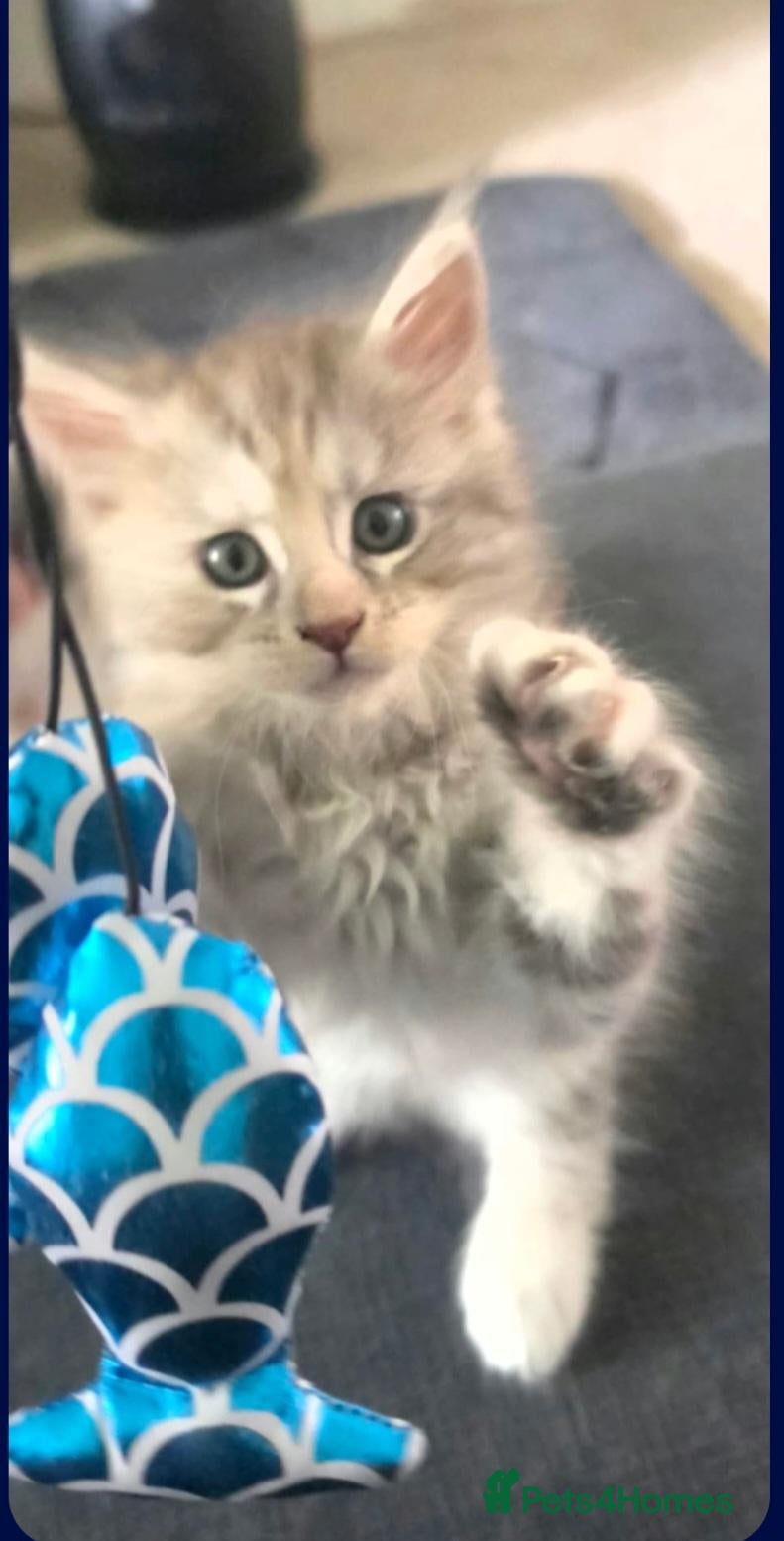 Maine Coon cats Maine Coon Kitten  - Advert 1
