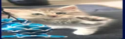 Maine Coon cats for sale: Maine Coon Kitten  in York - Advert 1