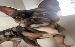 French Bulldog dogs for stud: Bugzy - French Bulldog  - Image 3