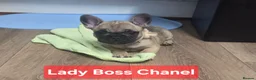 French Bulldog dogs for sale: French bulldog ready to leave last boy and girl - Advert 31