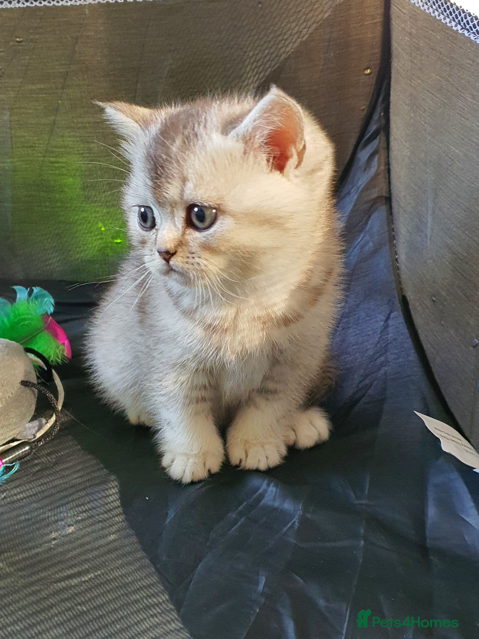 Scottish Fold cats 🐾 Adorable Scottish Fold Kittens  - Advert 1
