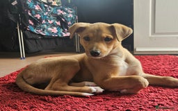 Lurcher dogs for sale: Lassie for sale 12 weeks old  - Image 7