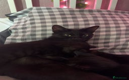 Mixed Breed cats for sale: 3 black kittens, 9 weeks almost 10 - Advert 1