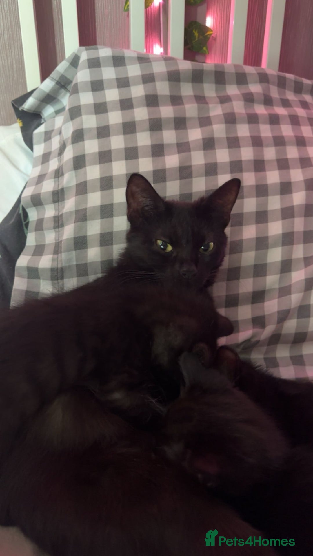 Mixed Breed cats for sale: 3 black kittens, 9 weeks almost 10 - Advert 1