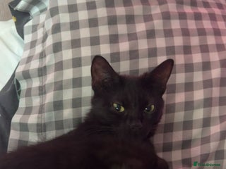 Mixed Breed cats 3 black kittens, 9 weeks almost 10 - Advert 1