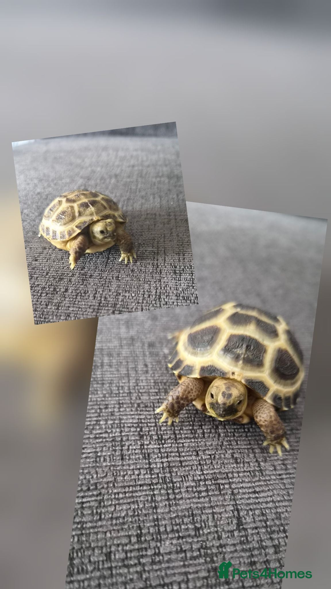 Tortoise reptiles 2 Horsefield Baby Tortoises - Advert 1