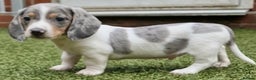 Miniature Dachshund dogs for stud: BLUE DAPPLE PIEBALD STUD CARRYING LONG HAIR CHOCO in Liverpool - Advert 21
