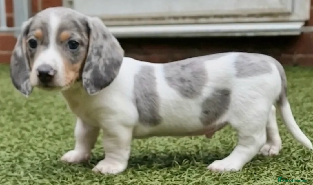 Miniature Dachshund dogs for stud: BLUE DAPPLE PIEBALD STUD CARRYING LONG HAIR CHOCO in Liverpool - Advert 21