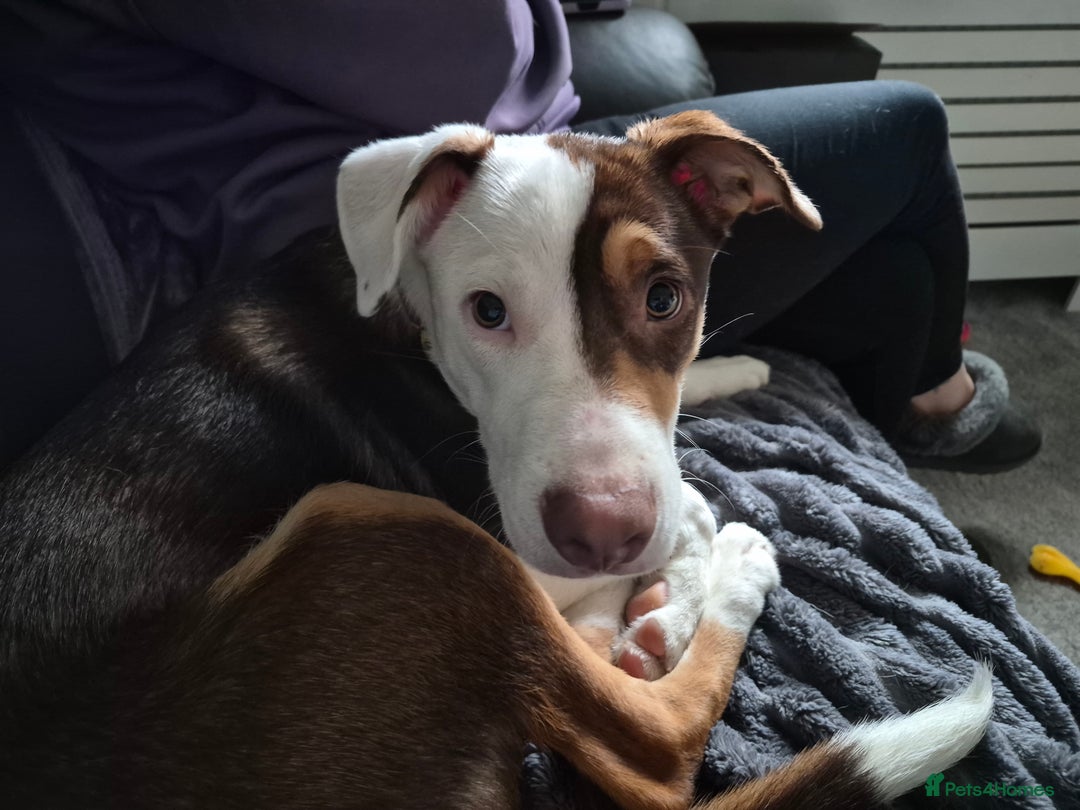 Mixed Breed dogs for sale: American Bulldog/Staffy Cross - Advert 2