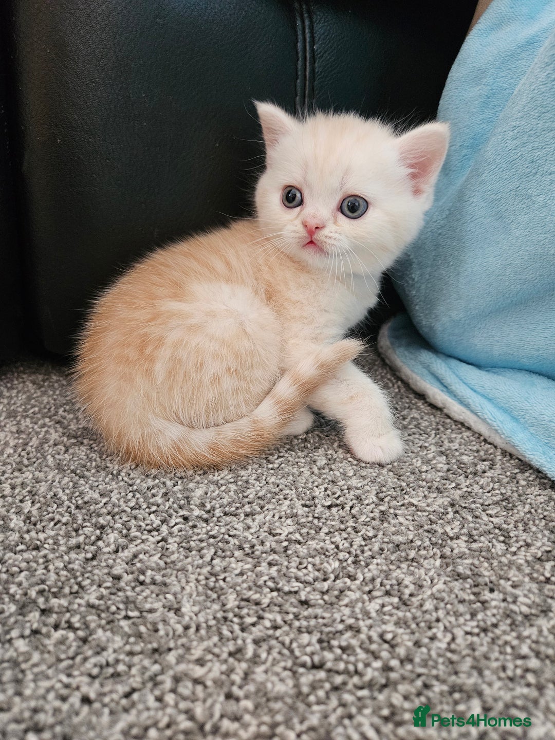 Scottish Fold cats for sale: Adorable Scottish fold Straight Ears Kittens  - Image 20