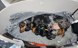 Dachshund dogs for sale: Beautiful Dachshund Puppies - Image 1