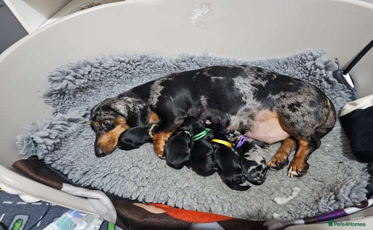 Dachshund dogs - Advert 2