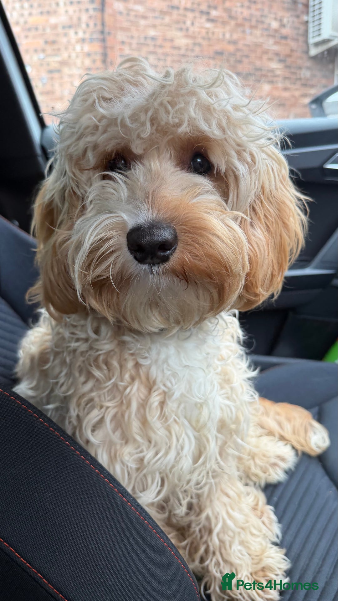 Cockapoo dogs for sale: Cockapoo  - Advert 2