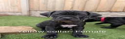Cane Corso dogs for sale: Cane corso puppies  - Advert 34