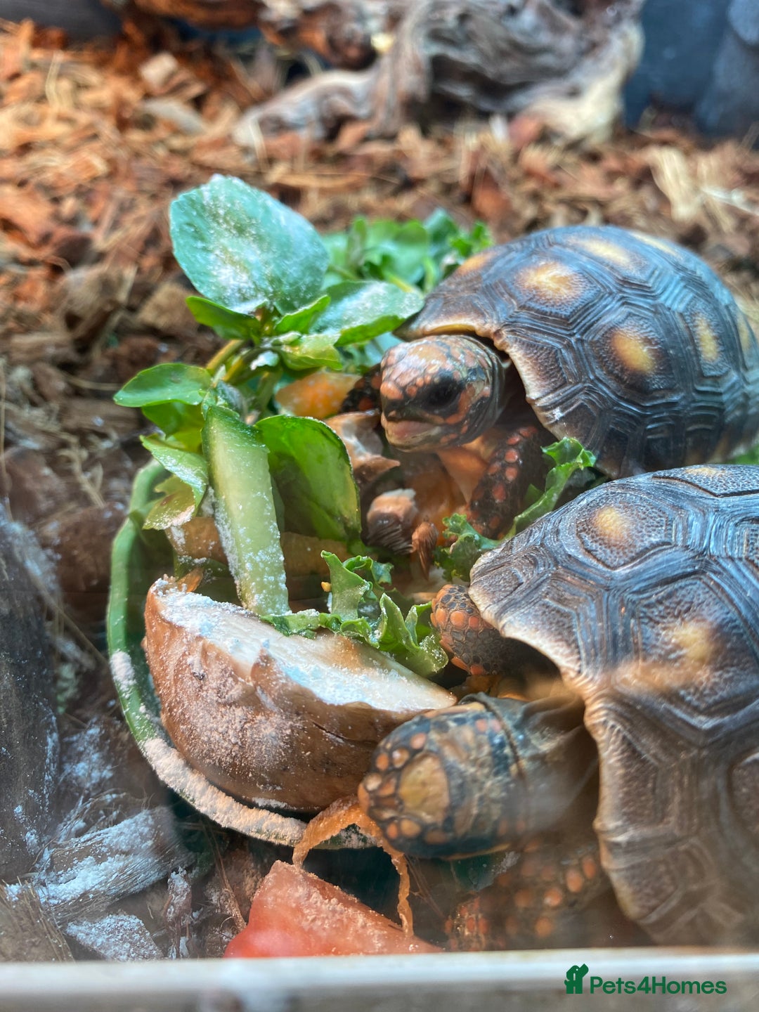Tortoise reptiles for sale: Redfoot tortoises - Advert 1