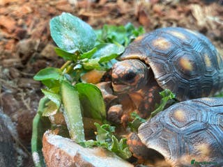 Tortoise reptiles Redfoot tortoises - Advert 3