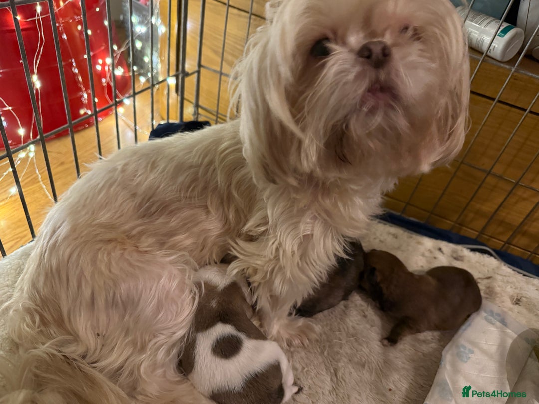 Shih Tzu dogs for sale: 3 shitzu puppies needing new forever homes - Advert 9