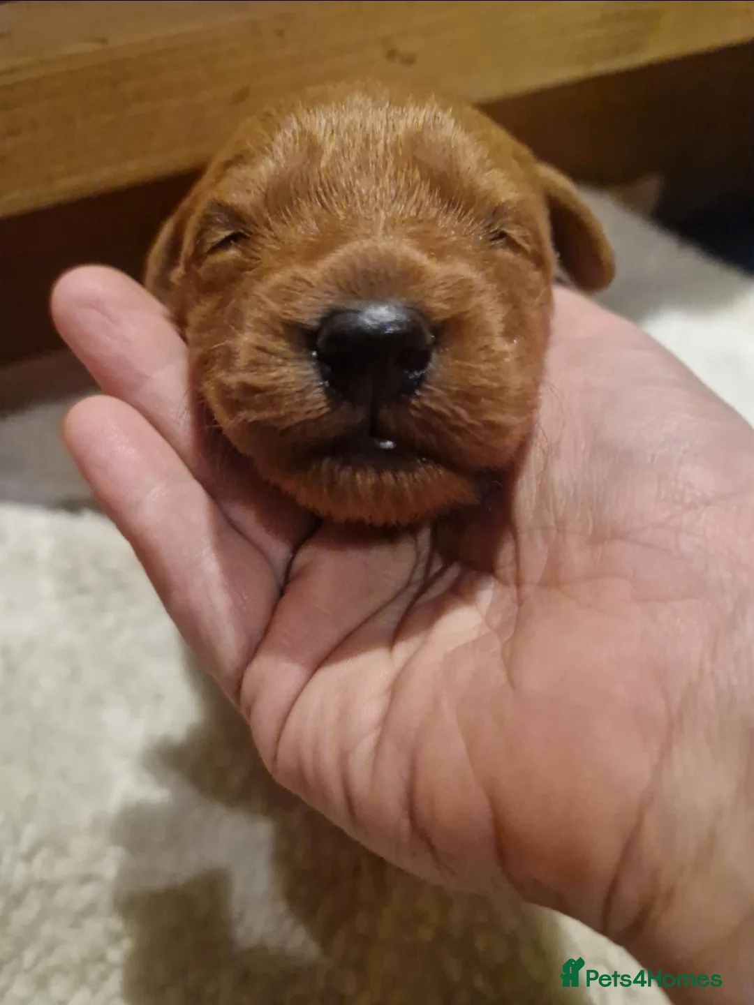 Labradoodle dogs for sale: Miniature labradoodle boys - Advert 11