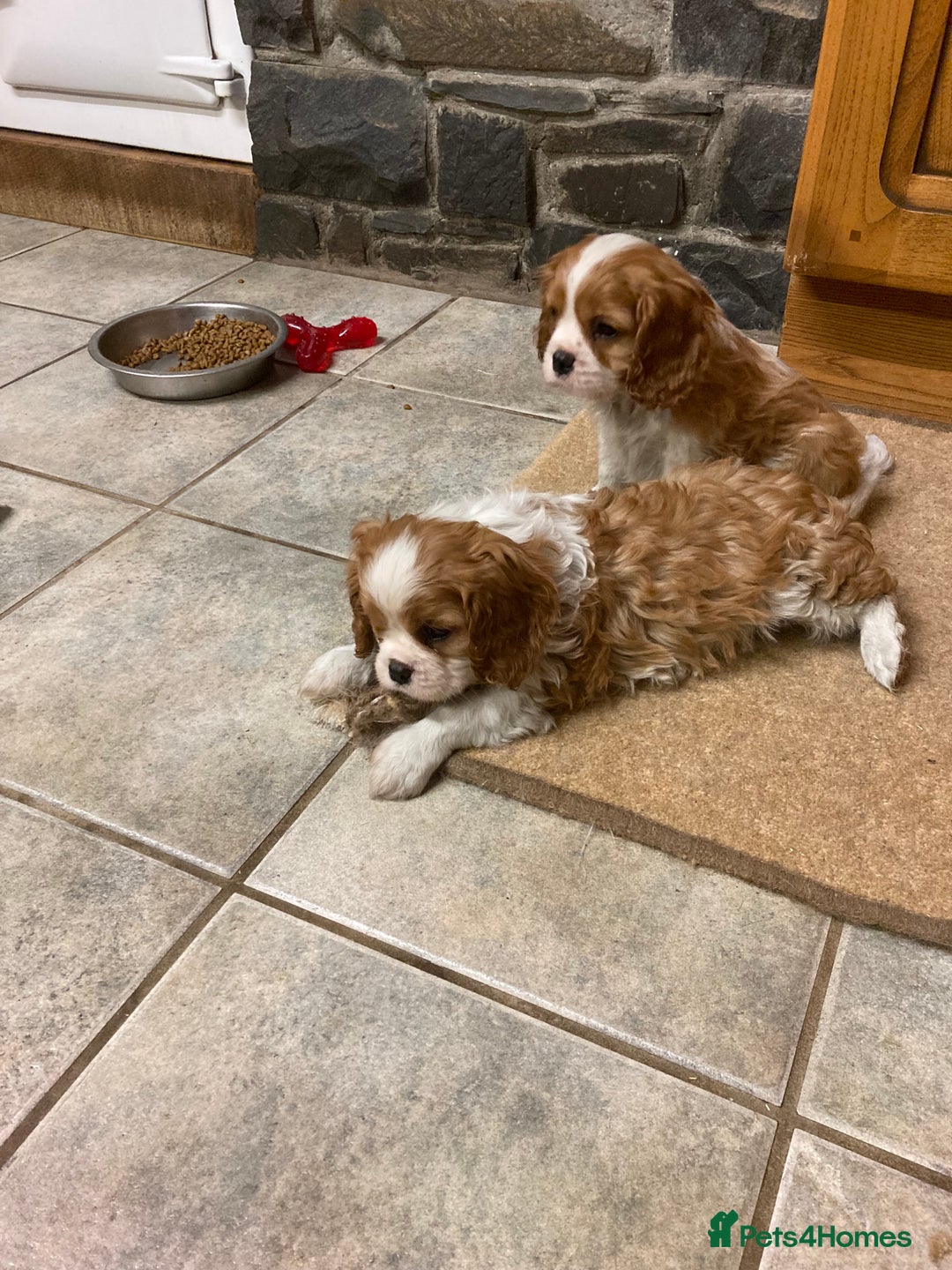 Cavalier King Charles Spaniel dogs for sale: Super KC blenheim pups - health tested parents - Advert 4